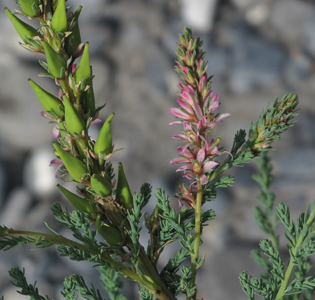 Myricaria germanica
